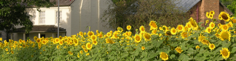 Fort Harrison Sunflowers